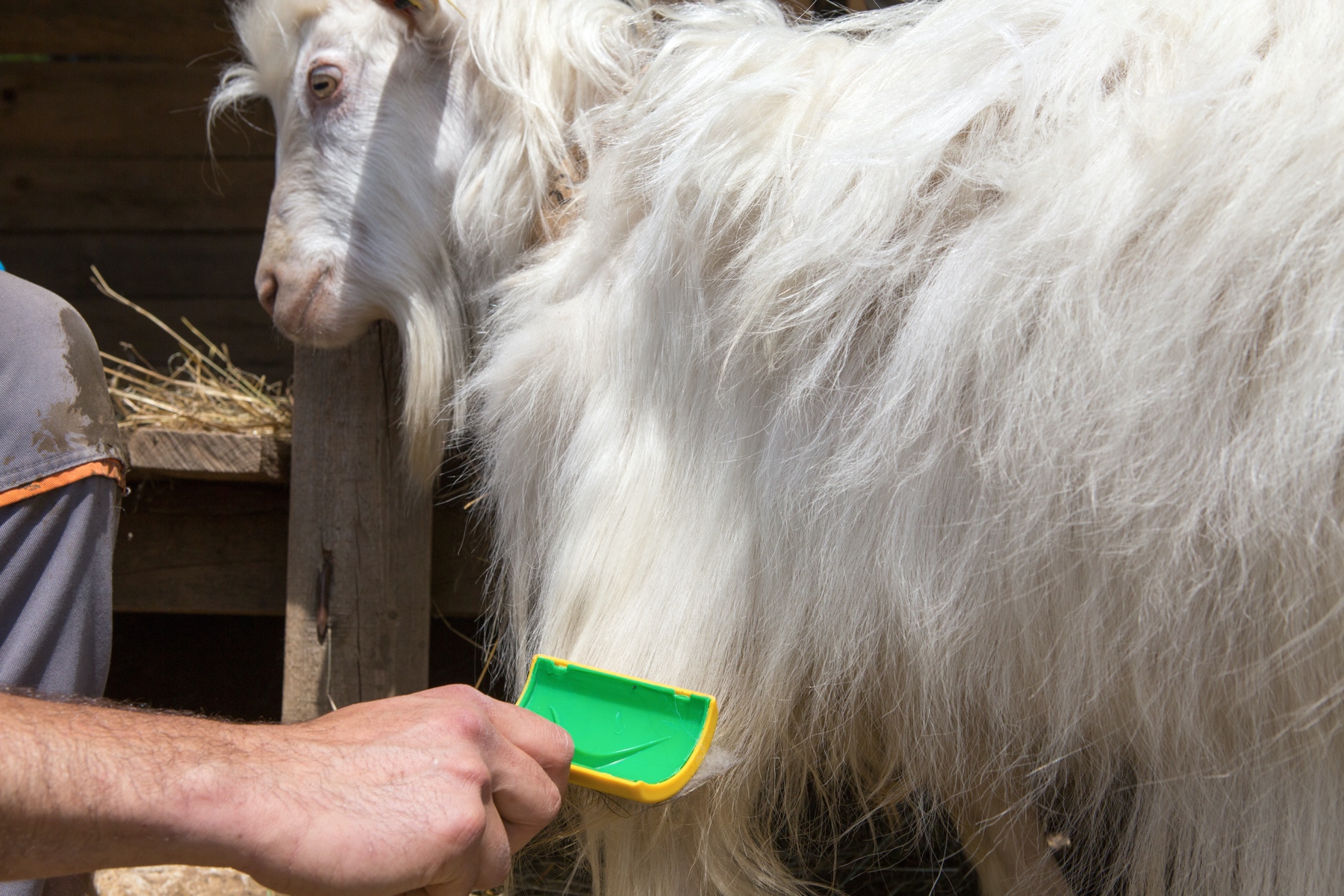  /></noscript></p>
<p>Professionals use a bristle brush to clean off any surface debris before beginning the combing process. They begin by brushing against the guard hair gran and then with the natural hair lay. After that, they begin brushing along the backbone with the big pin brush. They brush in 6 strips down over the goat’s ribs to the belly. This procedure aids in the loosening of Pashmina fibres. Finally, they use a slicker and lifting fibre that starts at the belly button and combs down into small pieces.</p>
<h2><strong>3. Sorting</strong></h2>
<p>Pashmina has a multi-staged sorting process. It is sorted in the first stage to remove any low-grade pasmina as well as any synthetic contaminants. After that, the stock is baled and stored. The skilled labour, using their years of experience in the production of pashmina goods, sort the fine pashmina from the mixture of other substances such as Guard Hair.</p>
<p>While they carefully use the sorting technique from the beginning of the process, it is overdone to ensure Pashmina’s consistency. After removing the low-grade waste, the remaining sorting ensures that the fibre is broken down into the colours white, light grey, cream, and camel.</p>
<h2><strong>4. Pashmina of exceptional quality</strong></h2>
<p>Fine pashmina refers to a special fibre obtained from goats who only grow pashmina once a year. A single piece of Pashmina shawl takes a lot of time and effort to make as it involves lots of processes like sorting, spinning, weaving, and dying, and it’s typically done by hand.</p>
<p>To get the right pashmina, you’ll need to put in a lot of work and use a variety of quality check measurements. 12-15 microns is the best micron range for pashminas.</p>
<h2><strong>5. Spinning of Pashmina Thread on Charkha</strong></h2>
<p>The spinning of pashmina yarn is done on traditional charkas and is mostly done by the ladies in the remote areas of Kashmir, India. The yarn can be spun to a maximum of 108 counts to 110 counts on Charkas.</p>
<h2><strong>6. Weaving of Shawl/Fabrics</strong></h2>
<p>After the spinning of yarn, finally comes the weaving of shawls which is done on handlooms, and since the yarn is very thin and soft it requires starch to increase the strength of thread so that it can be easily woven on looms.</p>
<h2><strong>8. Laundry</strong></h2>
<p>Following the weaving process, the fabric is washed to remove grease, dust, and other types of impurities. During this process, skilled workers cross-check the entire fabric to ensure that it is free of any toxic substances that could impact the consistency of the final pashmina shawl. That is the path that leads to 100 percent pure pashmina.</p>
<h2><strong>9. Dying</strong></h2>
<p>The dying process is often meticulously carried out by skilled individuals who have been practicing this art for decades. Since it is a delicate fabric, its beauty and attractiveness are heavily reliant on the dying process. The entire process necessitates a great deal of patience and expertise. Usually, natural dyes are used to dye the scarves/shawls to ensure the finished product’s consistency and elegance.</p>
<h3><strong>Pashmina’s Adventure.</strong></h3>
<ol>
<li><strong> How did the hand-embroidered shawl come to be?</strong></li>
</ol>
<p>As the demand for Kani shawls grew in the 18th century, so did the complexity of the designs. It would take two weavers three years to weave an intricate Kani shawl, which would lock up a large sum of money for a long time.</p>
<p>To address this problem, Kani shawls were woven in panel designs. The various elements of the pattern were then stitched together to create a unified shawl.</p>
<p>The “rafugars” stitched the panels together with such precision that the seams were difficult to spot.</p>
<p>This reduced the time it took to make an intricate Kani shawl from three years to six to eight months. However, the number of looms used and the number of Kani weavers employed on them increased significantly.</p>
<p>Compared to Kani shawls with a similar body of work, an embroidered shawl took a quarter of the time to complete. As a result, it was much less expensive than Kani shawls. The embroidered shawls were impressive in terms of appearance. Since embroidered shawls took less time to produce than Kani shawls, they cost much less.</p>
<p>With the trend of more intricate designs for Kani shawls, resulting in higher costs, embroidered shawls, which have lower prices, began to gain popularity. These embroidered shawls were first made in the 18th century and were known as “Amlikar Shawls.”</p>
<p>The pattern to be embroidered on the shawls is traced out with perforated lines for embroidering. Via the perforations, a fine powder of a contrasting colour is imprinted onto the shawl. The outlines would be clear on the shawl until the tracing was removed, ready for the embroiderer to begin work.</p>
<h3><strong>Embroidery gaining popularity.</strong></h3>
<p>The embroidery reached its peak in the mid-nineteenth century. It was at this time that embroiderers devised a new technique for creating shawls with two different colours on each hand. These were known as “do-runga” shawls, which meant “two-coloured.”</p>
<p>On the backside of the embroidered shawl, the technique entailed imitating the Kani weave. To imitate the Kani weave, a different coloured thread was interlaced through the fabric along with the motif.</p>
<p>Although the do runga shawls are still produced, the do runga embroideries made with pashmina yarn have vanished from Kashmir since the mid-nineteenth century.</p>
<ol start=