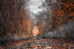 Fashion Colour Trends for Autumn